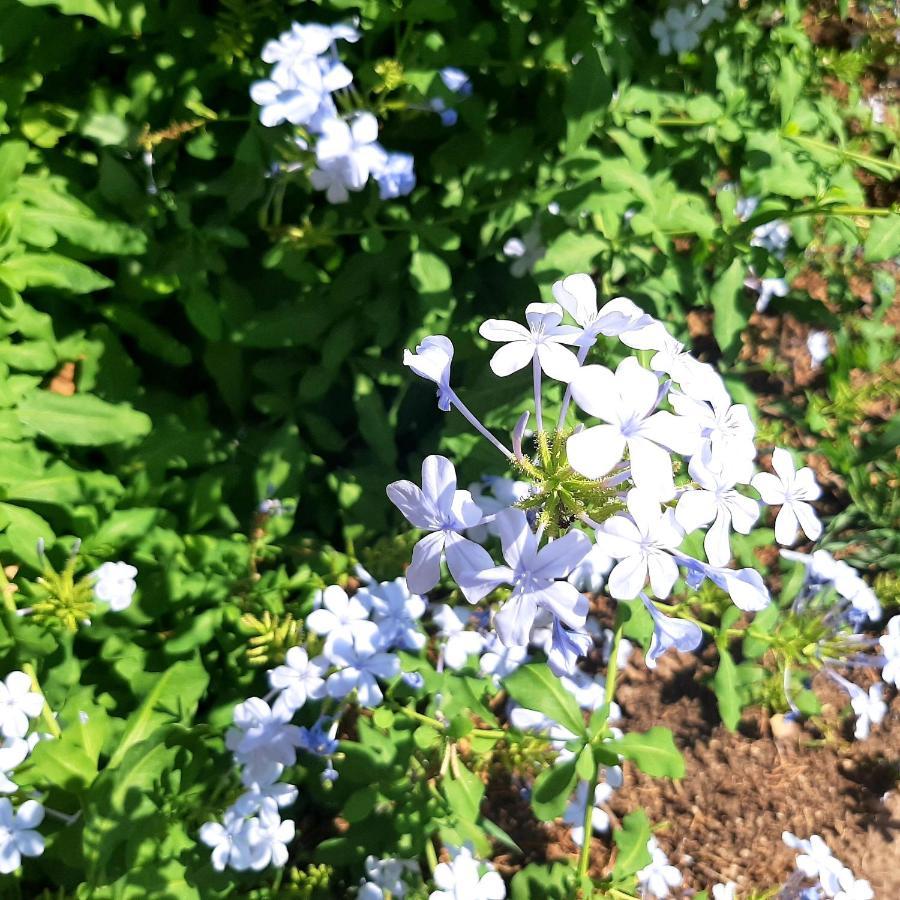 B&B L'Amaca Della Felicita Monti Buitenkant foto